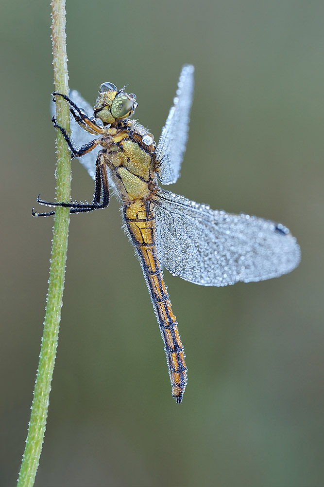 Orthretum cancellatum, femmina (Libellulidae)